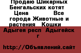 Продаю Шикарных Бенгальских котят › Цена ­ 17 000 - Все города Животные и растения » Кошки   . Адыгея респ.,Адыгейск г.